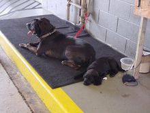 doggies.jpg
