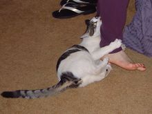 tweety biting my leg.jpg