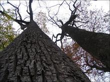 mcdragon2005-IMG_1578.JPG