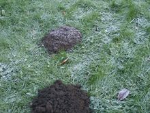 Moles 4