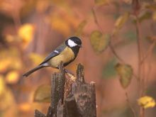 Parus_major_2_(Marek_Szczepanek)-1.jpg