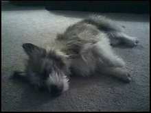sleeping angel.jpg