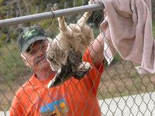 060428 Rod_ owl hanging 5977.JPG