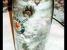 owned-cat.jpg
