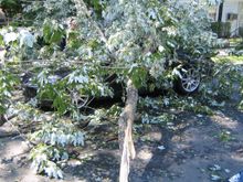 tree3