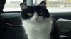 shade what r u looking at.jpg