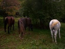 Horses asses at Conyers House