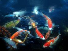 fish3.jpg