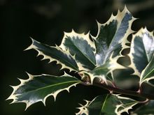 IMG_1091.JPG