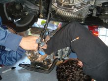 Getting harness on.JPG
