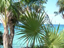 DSCF1065.JPG