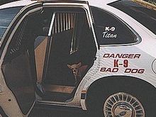 Bad-Dog.jpg