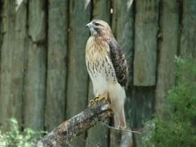 FL Hawk.jpg
