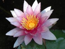 DSC_4389 070624 Pink lily.JPG