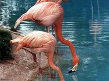 flamingo01.jpg