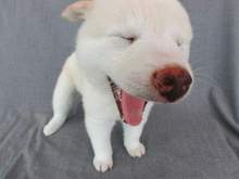 the_dog12_2.jpeg