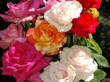 DSC_4775 070715 Roses.JPG