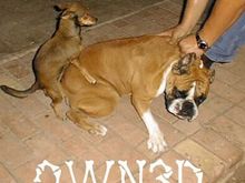 owned-dogs.jpg