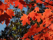 DSC_6043 071021 Red Leaves.JPG