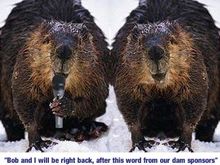 beaver3.jpg
