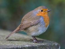 Robin08.jpg