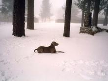 javadog_snow 0200.gif