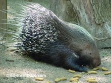 porcupine.jpg