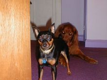 Dogs 8-0002.JPG