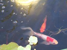 Yard Pond 2008 018.jpg