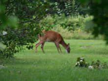 IMG_6386.JPG.jpg