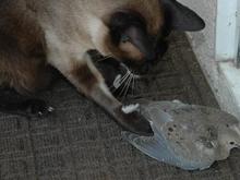 DSC_0270 080814 Zoro_dove.JPG