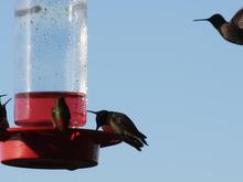 IMG_0030 081216 hummers.JPG