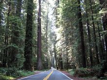 09 redwoods highway.jpg