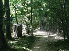 IMG_1211 (Large).JPG