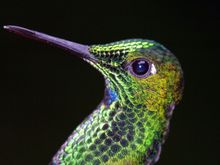 Costa Rica 2009 1442.jpg