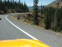 Aspens 083.jpg