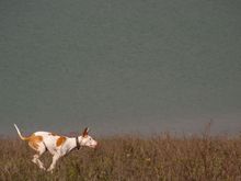 hunting -1.jpg