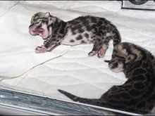 National Zoo Clouded Leopards