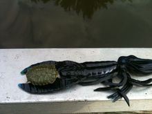 cooper turtle.jpg