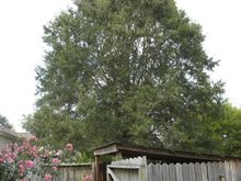 stump5.jpg