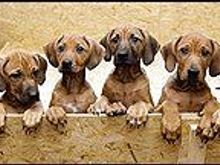 Rhodesian Ridgeback puppies.jpg