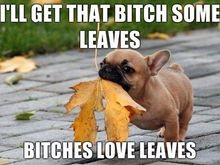 leaves.jpg