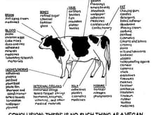 cow,vegan,eat,meat