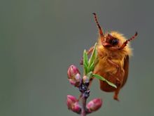 bugtongue