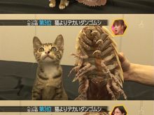 Cat Bug