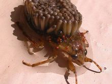Eek Bug