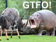gtfo