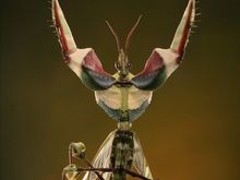 mantis
