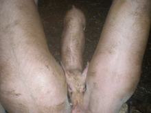 porkse