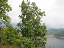 IMG_0265.JPG